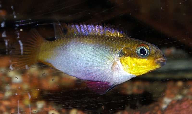 Pelvicachromis taeniatus "Nyété" Pelvic31