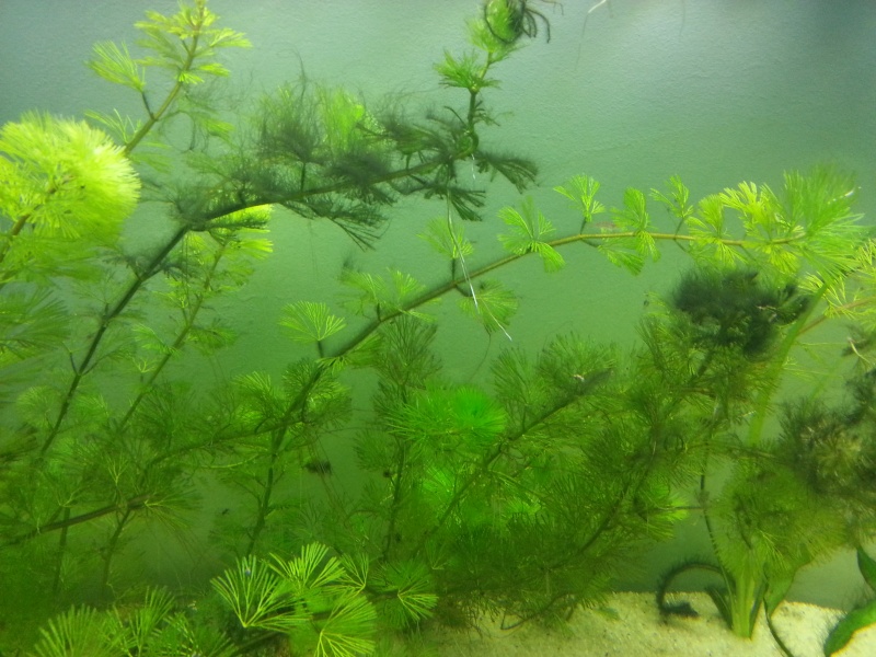 Probleme d'algues dans un nouveau bac (1mois) 20130114