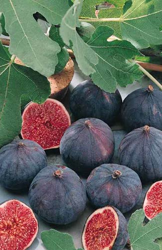 Petits plaisirs du palais (et ici des yeux) Figues10