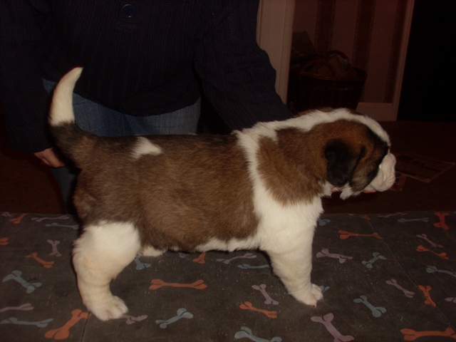 daisys christmas day puppies Mistle10