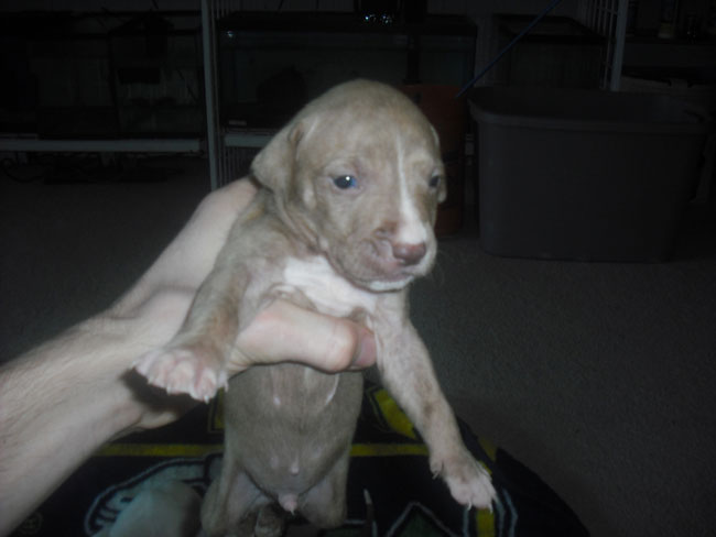FS- Pit Bull Puppies-Mansfield-TX-PU-SOLD Pup210