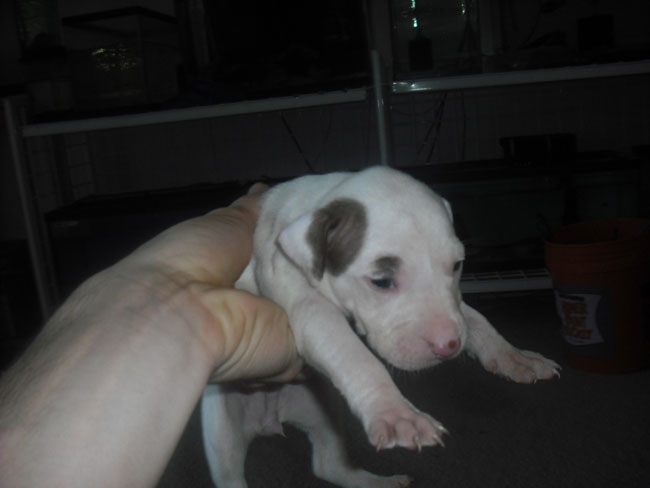 FS- Pit Bull Puppies-Mansfield-TX-PU-SOLD Pup310