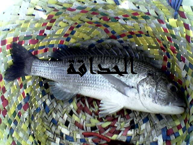 اسس الحداق للمبتدئين