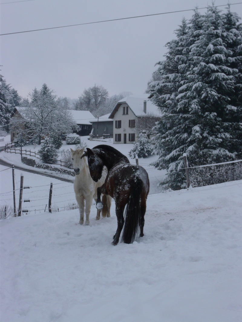 la neige et nos chevaux P1020612
