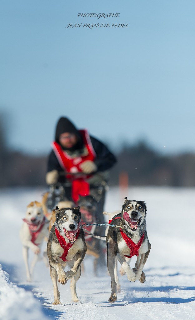 Course de traineaux a chien a l'épiphanie  _d3s4410