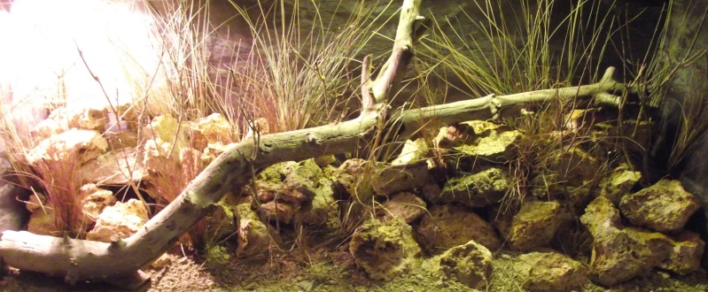 Quelques terrariums pour geckos léopards Dscf6410