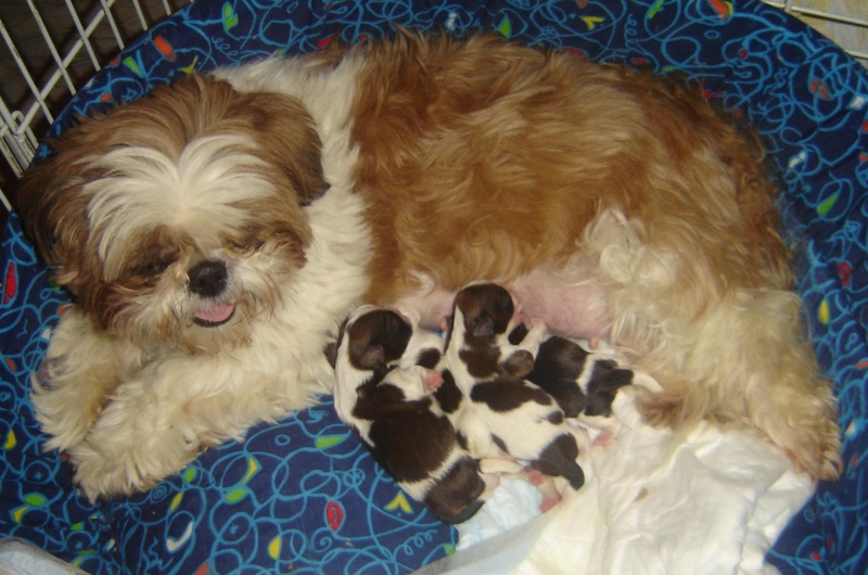 New Puppies from Soloperituoiocchi Shih-Tzu Kennel (Italy) Amalia11