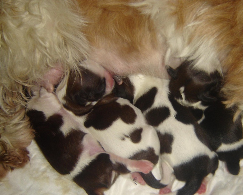 New Puppies from Soloperituoiocchi Shih-Tzu Kennel (Italy) Amalia14