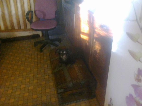 ABY petite chienne de 14 ans, un foyer pour venir en Normand Photo010