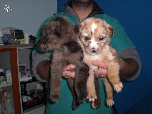 Due cucciolotti in cerca d'affetto 21687311