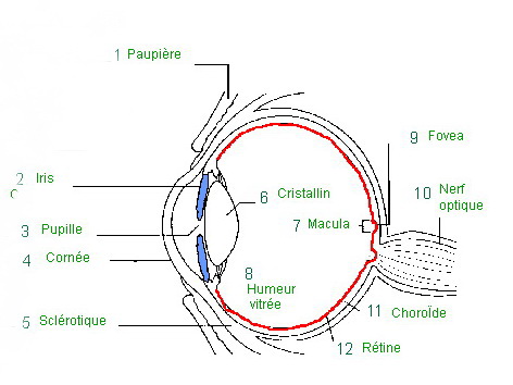 Nouvelles Oeil110