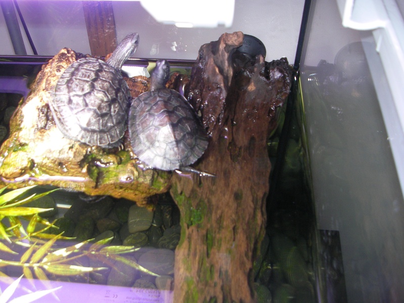 Mes Tortues !!!! - Page 2 Sany8219