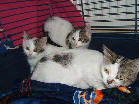 Mélissa, 2 ans, et ses filles Ibiza et Abysse, 8 mois, 3 blanchettes - ADOPTION TRIPLE Maliss10