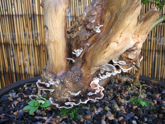 Trametes versicolor 003_210