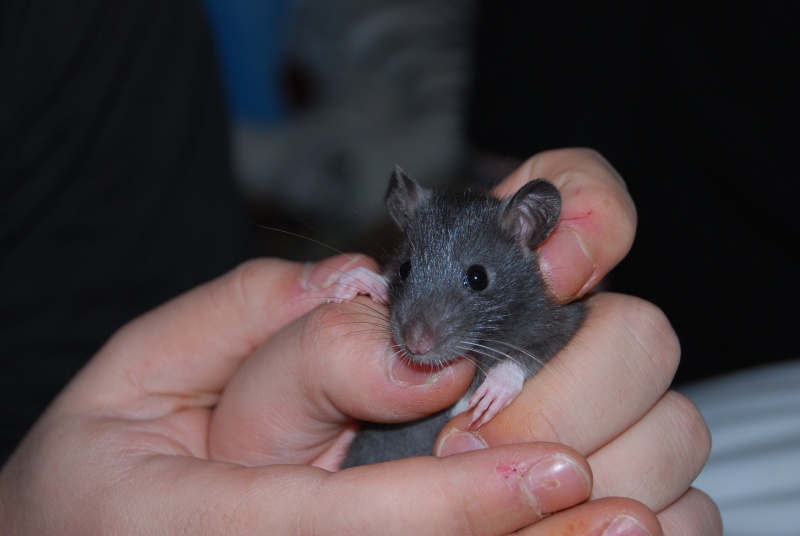 [39,01+frontière suisse]4 rats cherchent famille[A CLOTURER] Dsc_0110