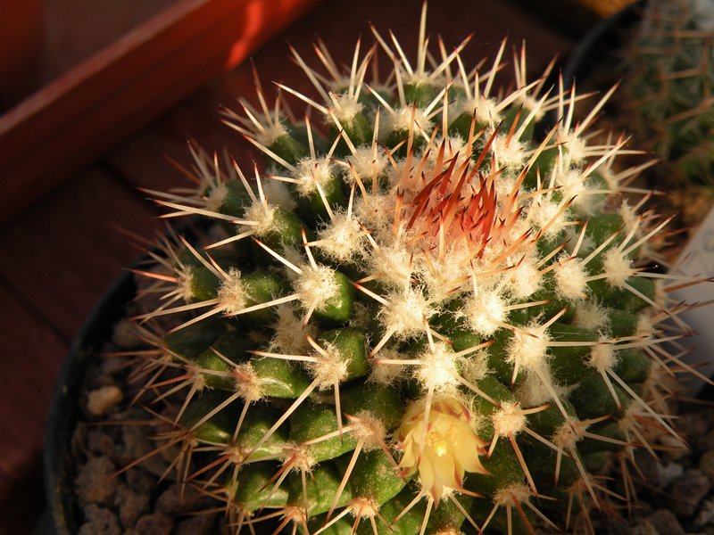 Mammillaria tropica Tropic11