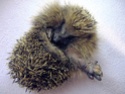 How to tell if a hedgehog has a broken limb Leg_111