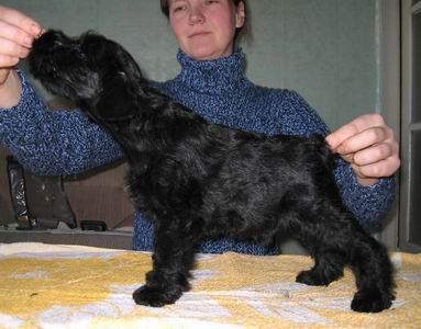 Miniature Schnauzer black Nori410