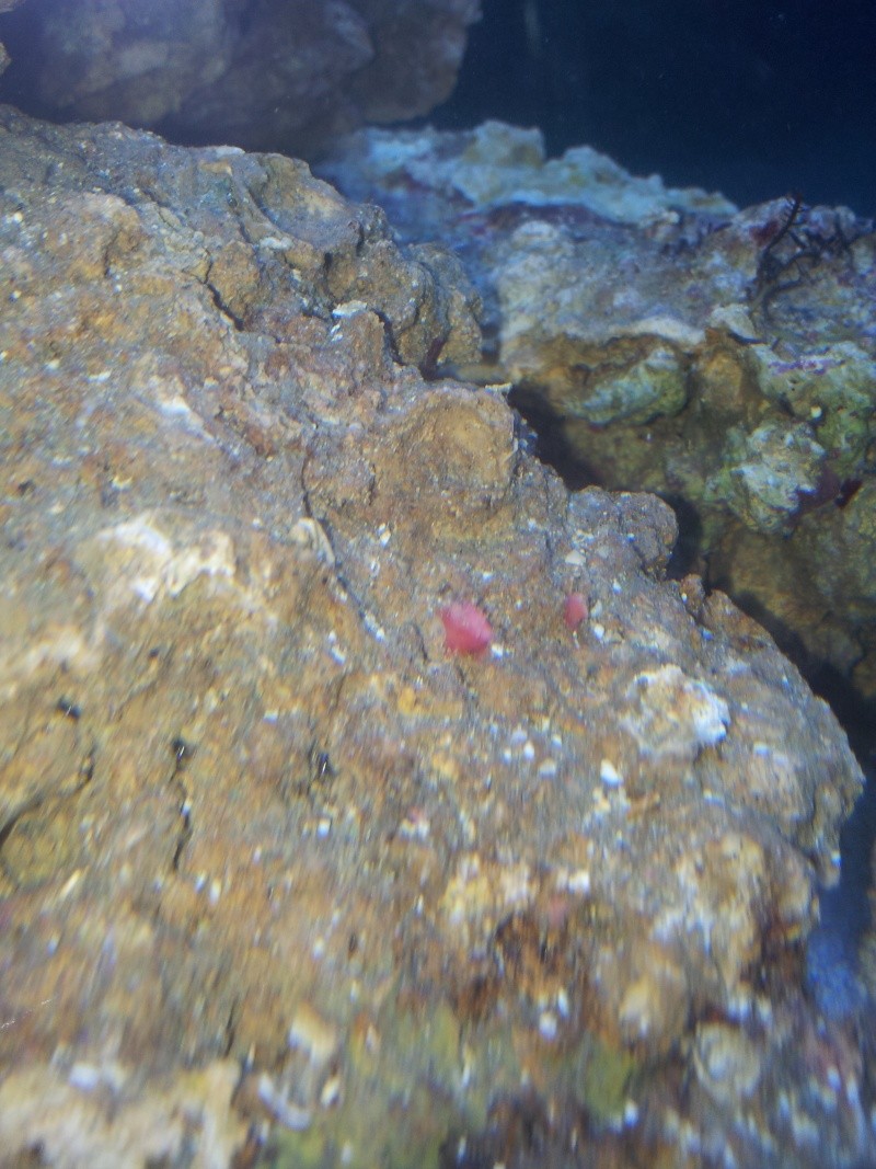 Nano 60l + decante 20121215