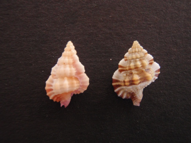 Cymatiidae Gyrineum lacunatum - (Mighels, 1845) 124_0213