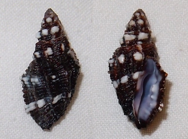 Morula biconica (Blainville, 1832) Pc200910