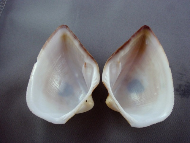 Cucullaeidae : Cucullaea labiata - (Lightfoot, 1786) Pecten13