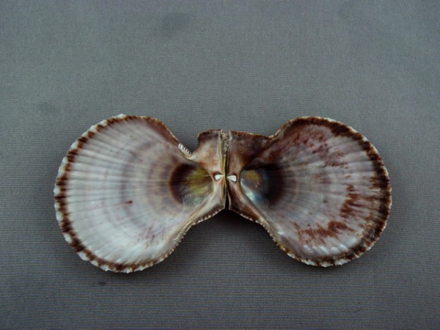 Laevichlamys squamosa (Gmelin, 1791)  Pecten15