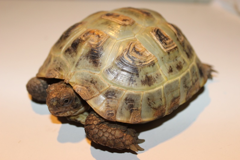 URGENT tortue qui a perdu 1/3 de son poids - Page 2 Img_1111