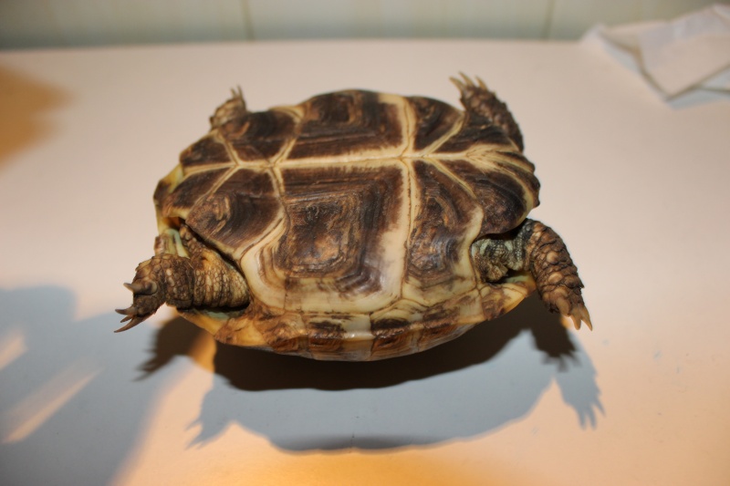 URGENT tortue qui a perdu 1/3 de son poids - Page 2 Img_1114