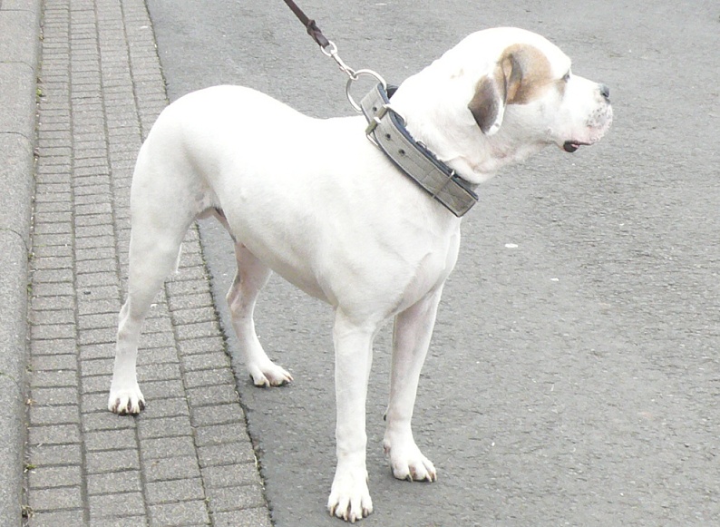 Le White English Bulldog, Ol Southern White  Jml_bm11