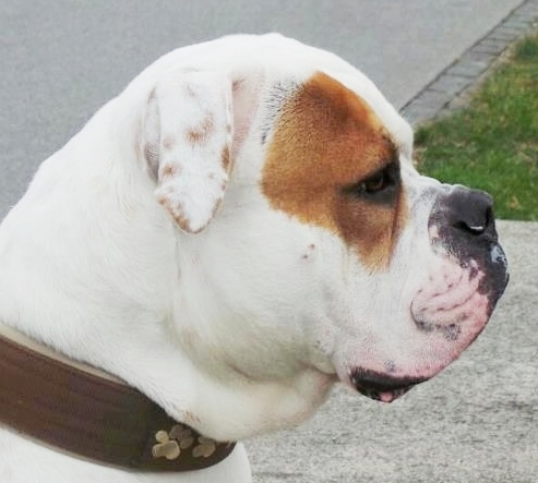 Le White English Bulldog, Ol Southern White Sdg_bm10