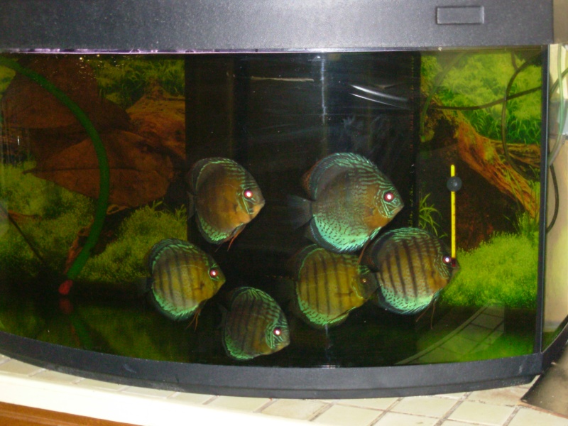 Discus - discus sauvages 01212