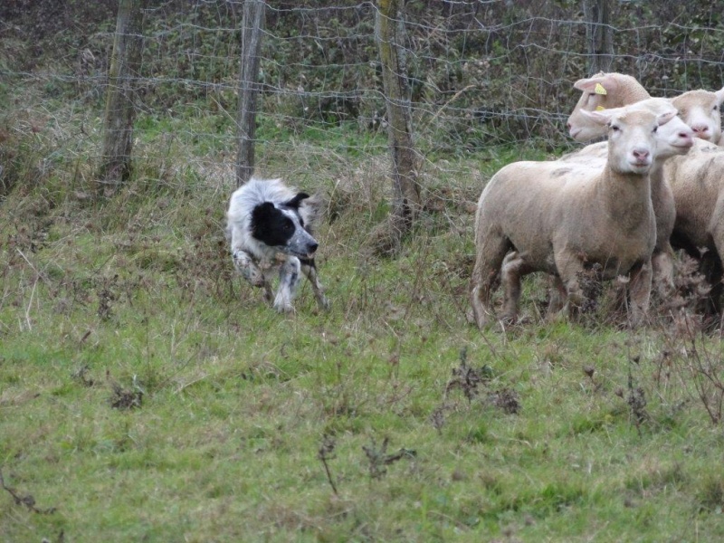 The sheepdog des Culmines  06210