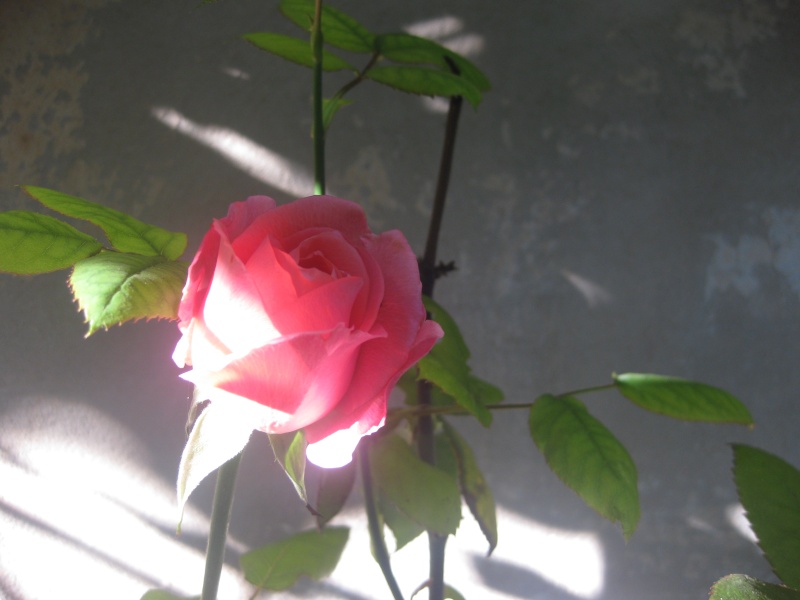 mes roses de decembre  Anni_013