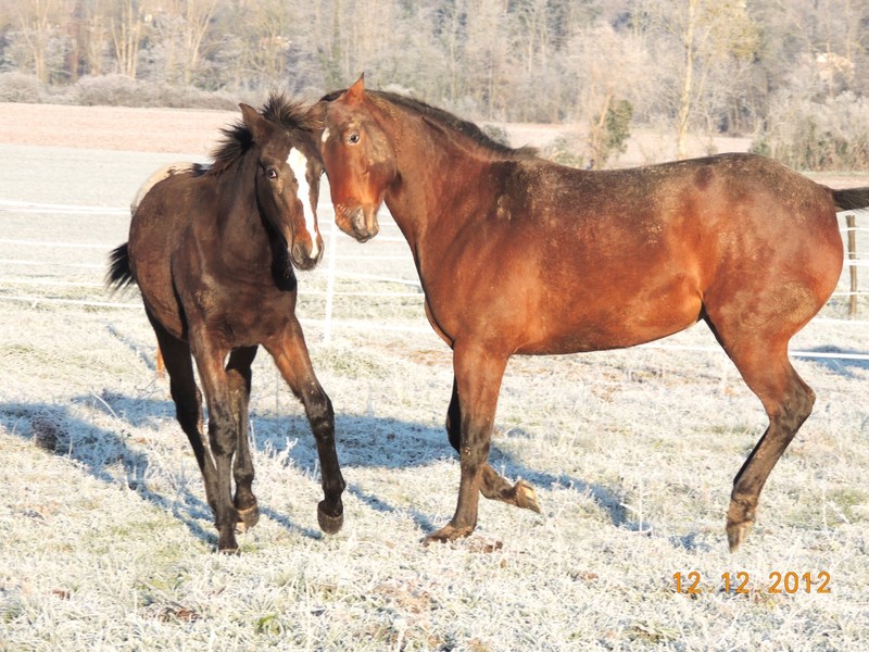 Mes chevaux, un mélange d'un peu tout le monde! - Page 3 13310