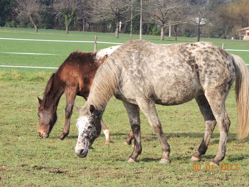 Mes chevaux, un mélange d'un peu tout le monde! - Page 5 Choomy33