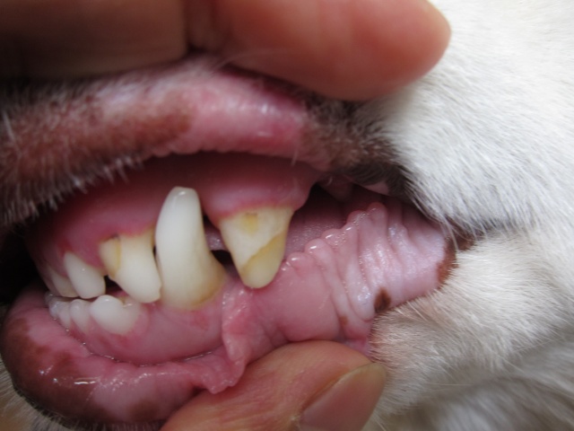 Chipped Tooth with Cavity Ginger10