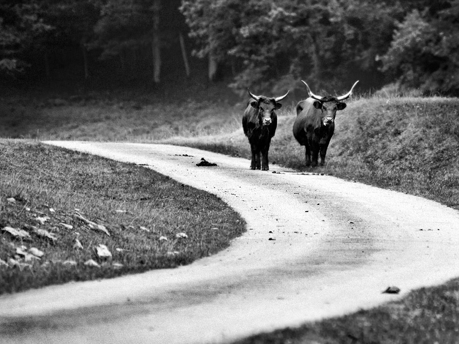 La vache et son petit. Neutre10