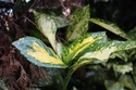 Aucuba japonica 'Sulphurea marginata' Img_2611