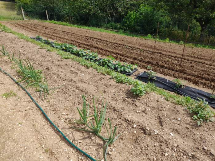 Planche de jardin à bonne hauteur. Toile_10