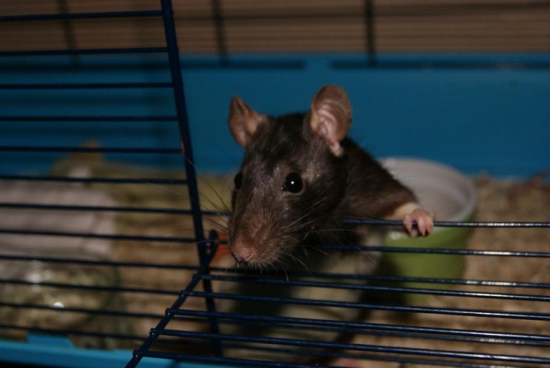 62 rats à placer, besoin de FA, asso,... 29269810