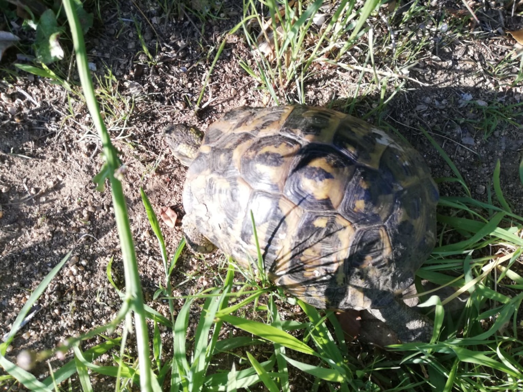 Tortues sauvages Corse Img-2015