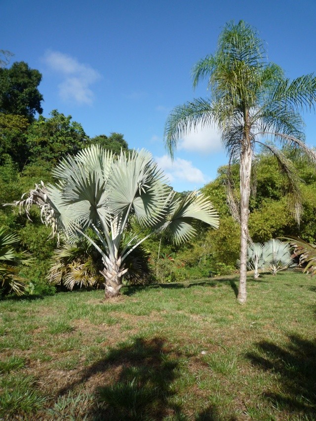 Outremer- découverte de la Guyane - Page 7 P1020313