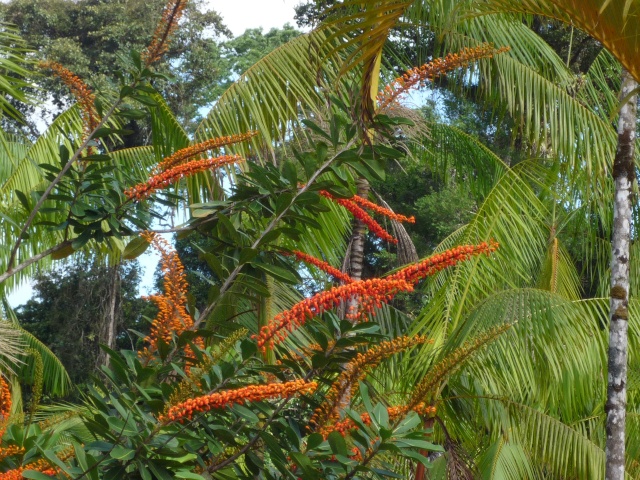 Outremer- découverte de la Guyane - Page 8 P1020431