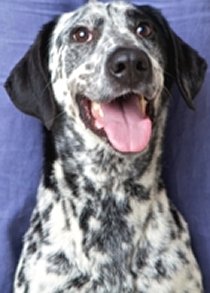 NALANE - setter x dalmatien - 6 ans - SPA Saint-Etienne Loire (42) Nalane10