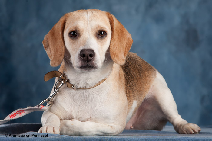 DOLIA - beagle 2 ans - Animaux en Peril à Braine (Belgique) Dolia10
