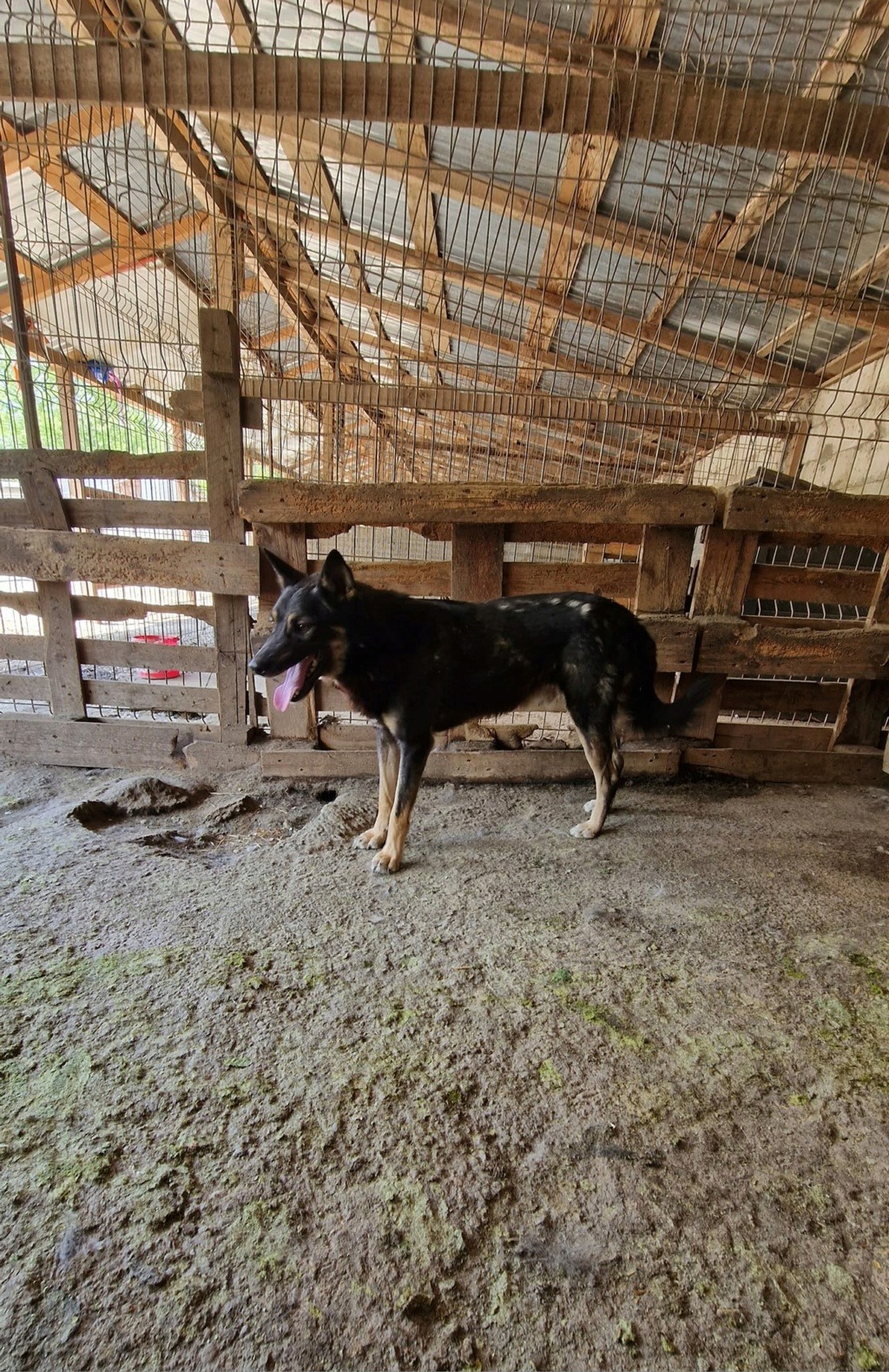 BONNIE MALE NE LE 15/03/2018 FRERE DE RONNIE- MOLUK 16 - Parrainé par HélèneM.  - SC-R-  - Page 2 35228410