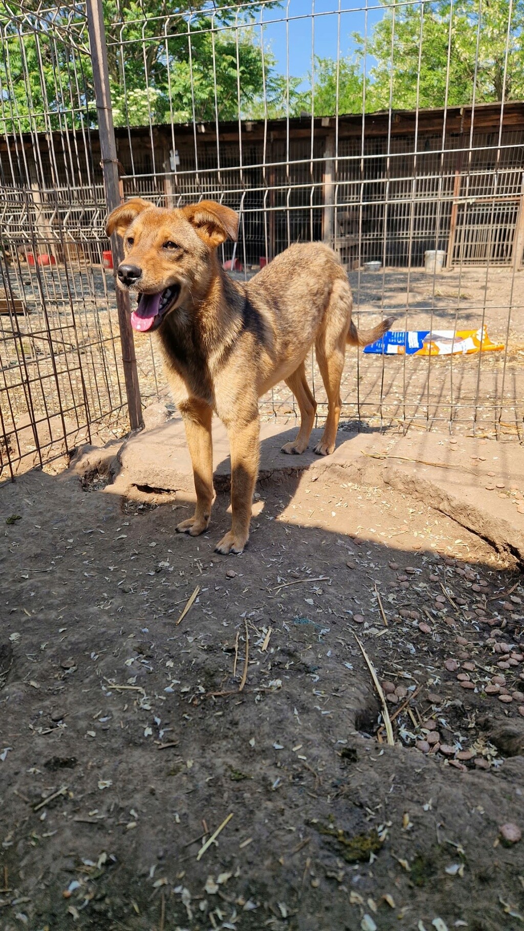 KALIN MALE NE LE 15/05/2022 -  trouvé avec ses 5 frères près du refuge- Parrainé par Coco65 - R -SC 35306412