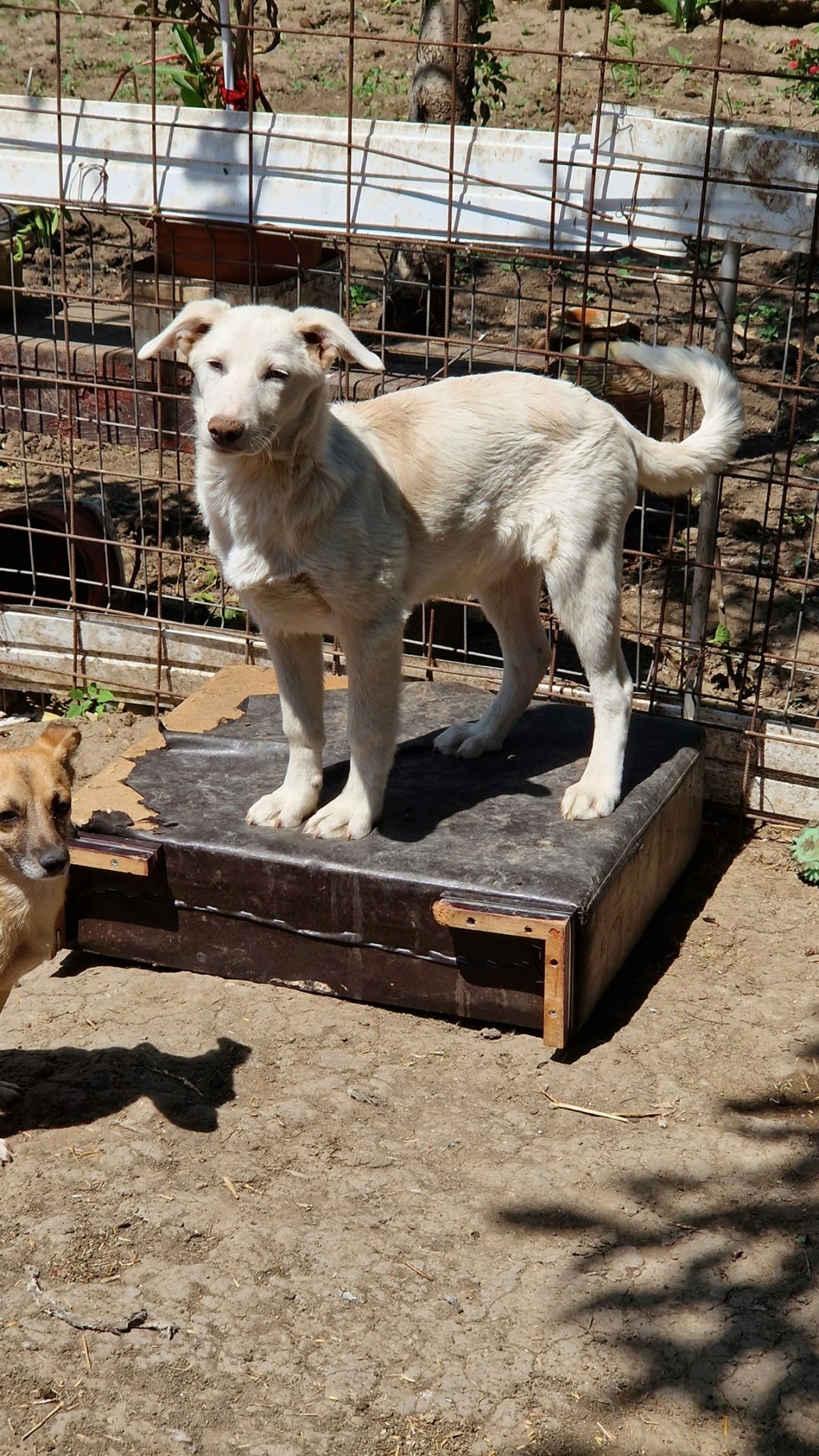 FLOKI, né LE 02/12/2022 - les 7 nains - sauvé le 18 mars 2023 de l'équarrissage Pallady-R-SC 35346210