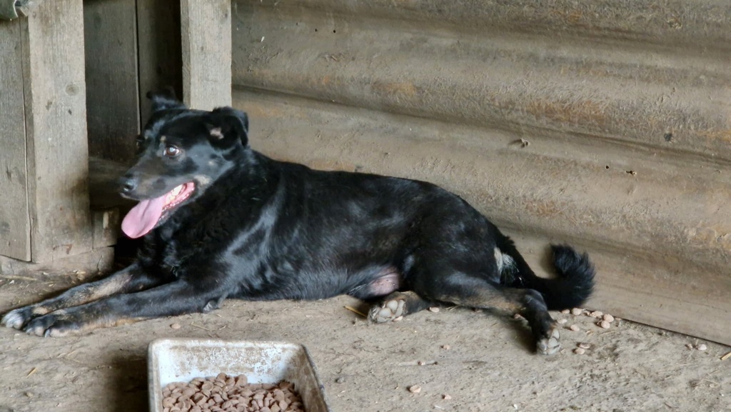 RODNEY, né le 02.02.2019, sauvé de l'équarrissage de Pallady le 20/04/2023 - parrainé par Fierdy -R-SC 35685310